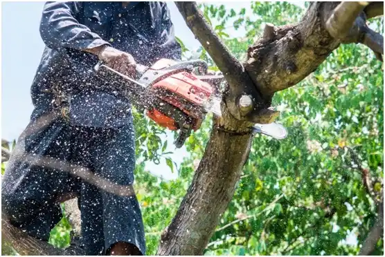 tree services Silverton